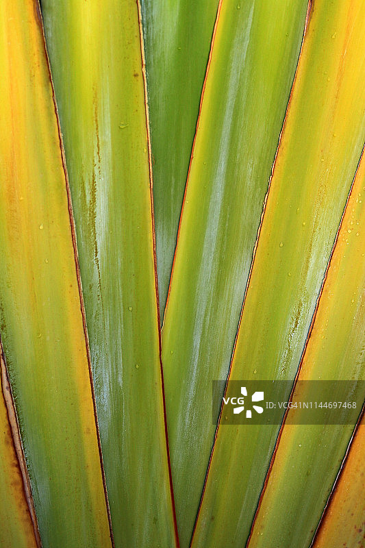 竖版棕榈树叶柄图片素材