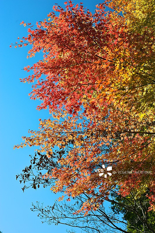 公园秋季风光图片素材