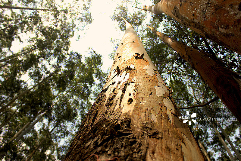 桉树树干图片素材