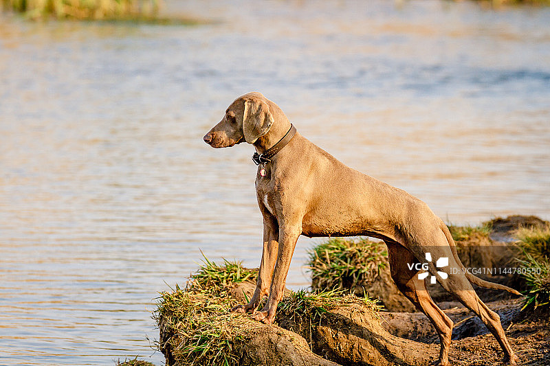 魏玛犬图片素材