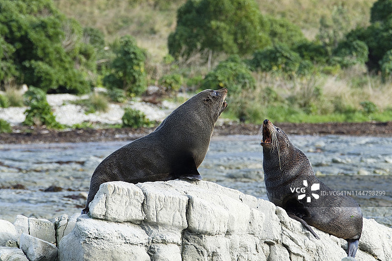 新西兰凯库拉：新西兰海狗图片素材