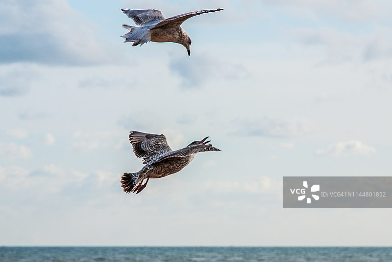 海鸥飞翔在海上图片素材