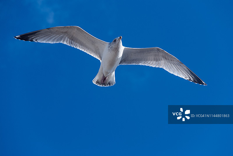 海鸥飞图片素材