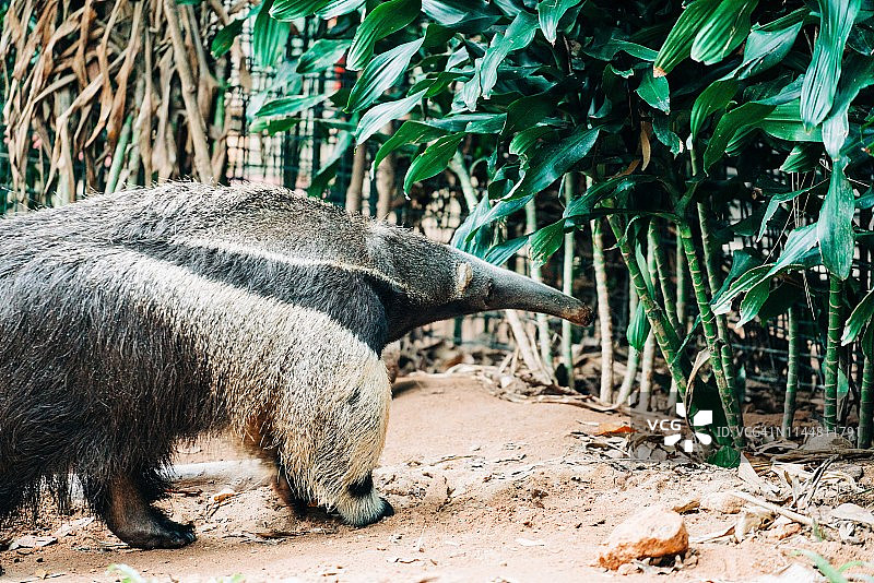 食蚁兽图片素材