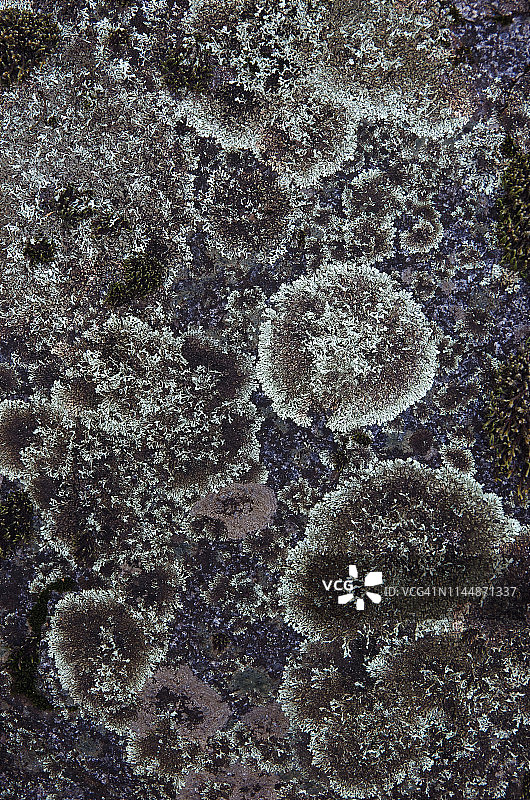 岩石上生长的地衣和苔藓图片素材