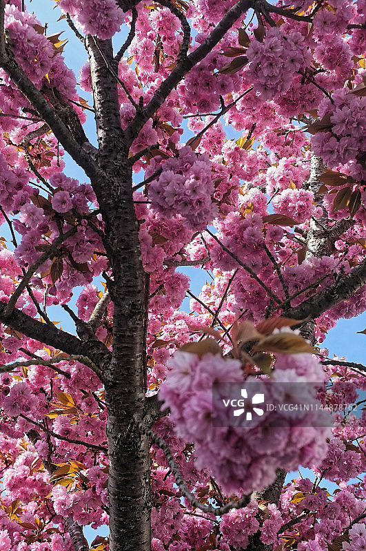 特写：美丽盛开的关山樱粉色樱花，竖版照片图片素材