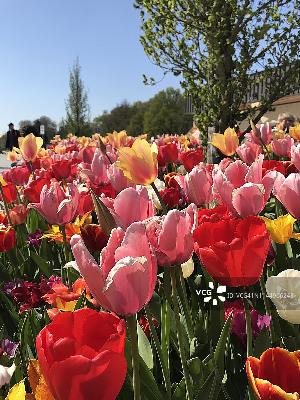 荷兰郁金香花田图片素材