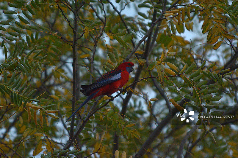 猩红玫瑰鹦鹉图片素材