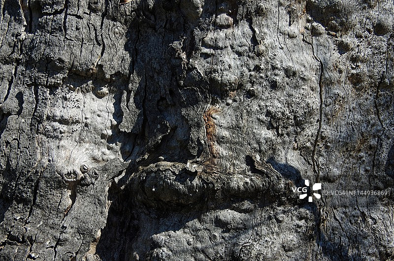 风化桉树树干图片素材