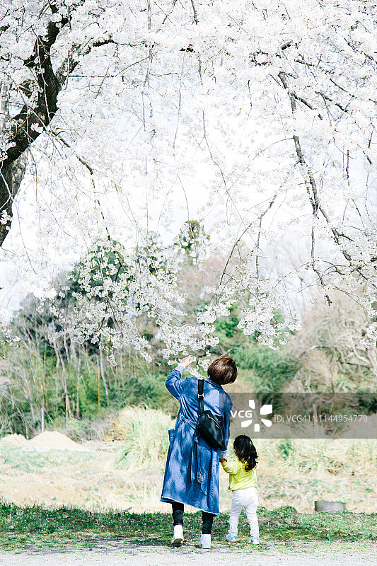 母女在花园里仰望樱花图片素材