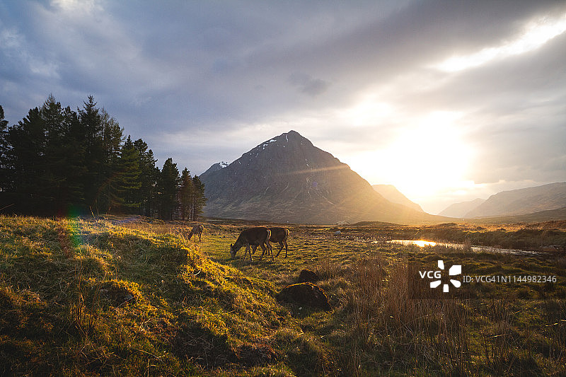 巴拉丘利什埃蒂夫摩尔的日落与鹿图片素材