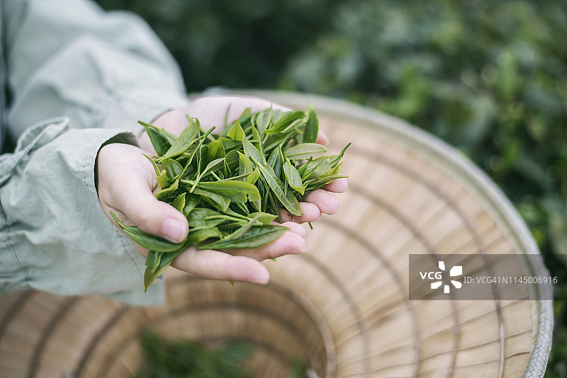 手捧茶叶，中国杭州图片素材