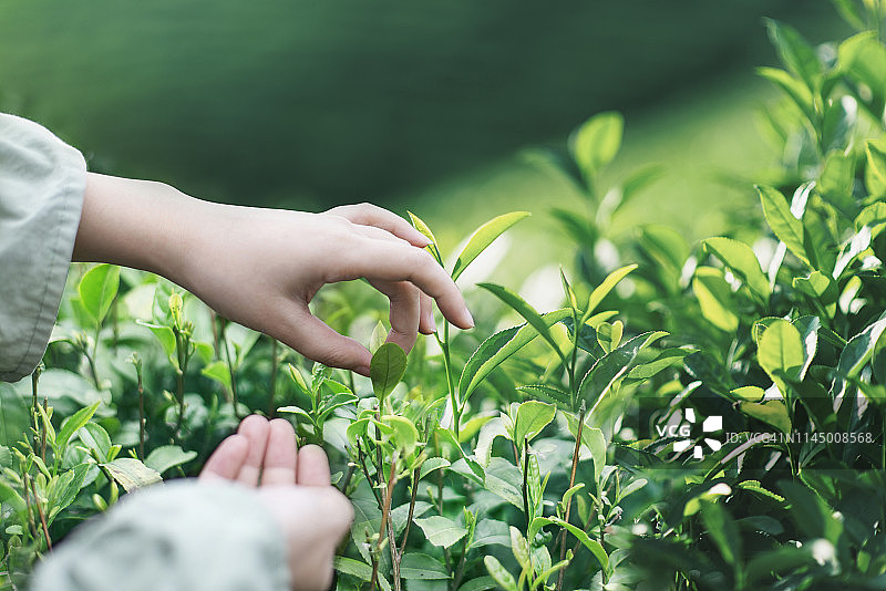 中国杭州采摘茶叶的妇女图片素材