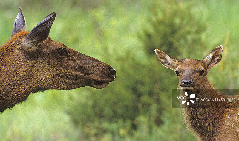黄石公园内的美洲马鹿母鹿和小鹿图片素材
