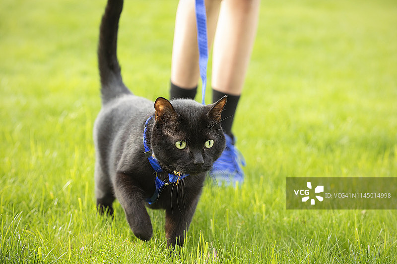 被牵引绳牵着的黑猫图片素材