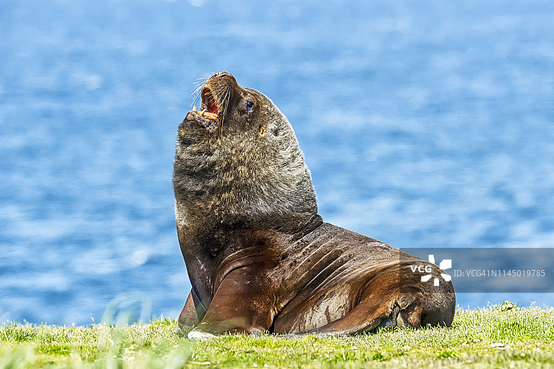 在布干维尔海角草岸上的雄性海狮图片素材
