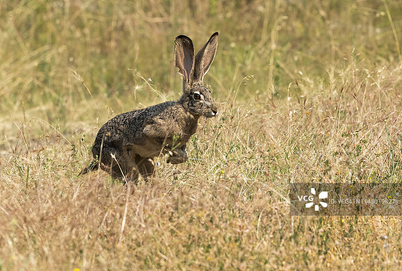 夏季在草地上奔跑的兔子图片素材