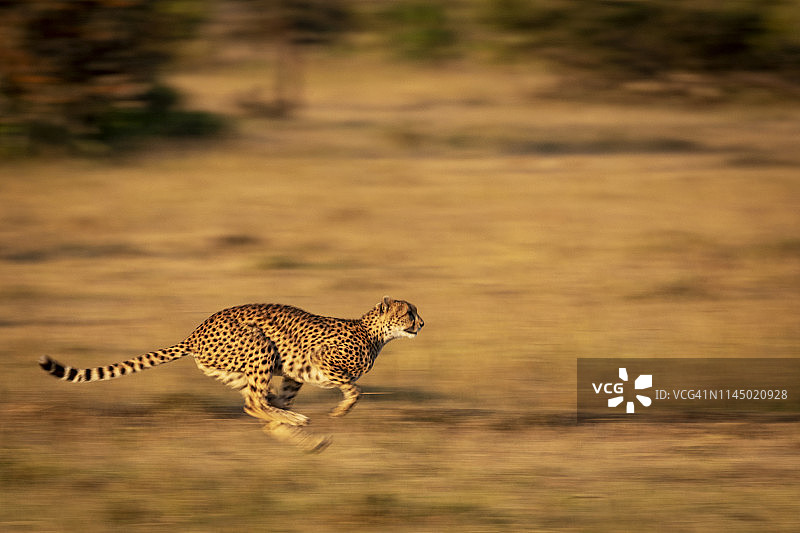 奔跑中的猎豹，腿 tucked 在身下。它有金色毛发覆盖着黑色斑点，和它的腿和背景被慢速快门速度模糊，马赛马拉图片素材