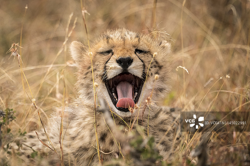 马赛马拉国家保护区内，猎豹幼崽张大嘴巴打哈欠图片素材