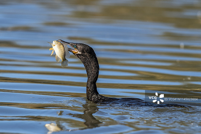 口衔鱼的鸬鹚（鸬鹚科），水牧场河岸保护区图片素材