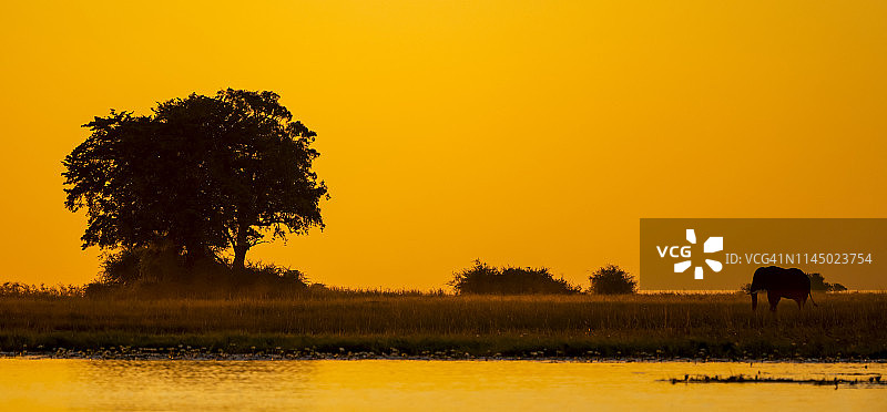 日落时分的大象图片素材