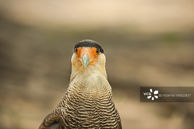 卡拉鹰，潘塔纳尔湿地图片素材