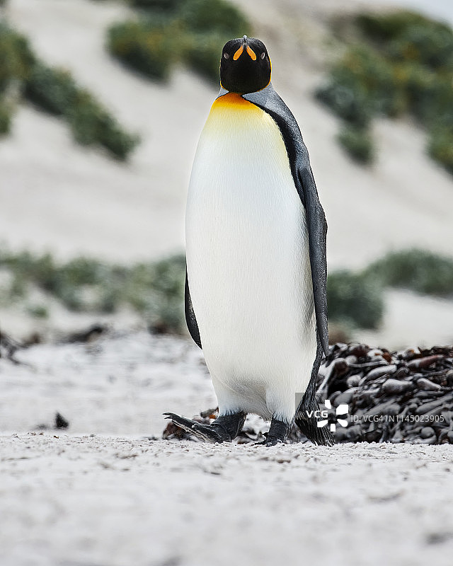 王企鹅图片素材