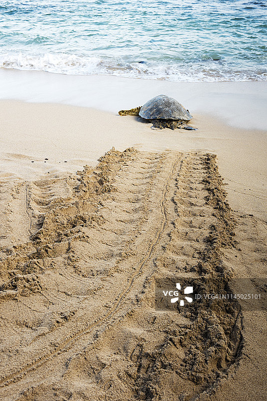 濒危夏威夷绿海龟回归海洋图片素材