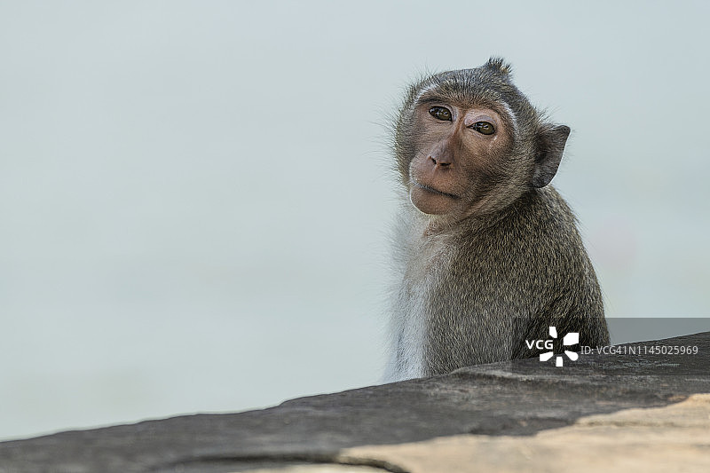 面对镜头站在石桥上的长尾猕猴（Macaca fascicularis）图片素材