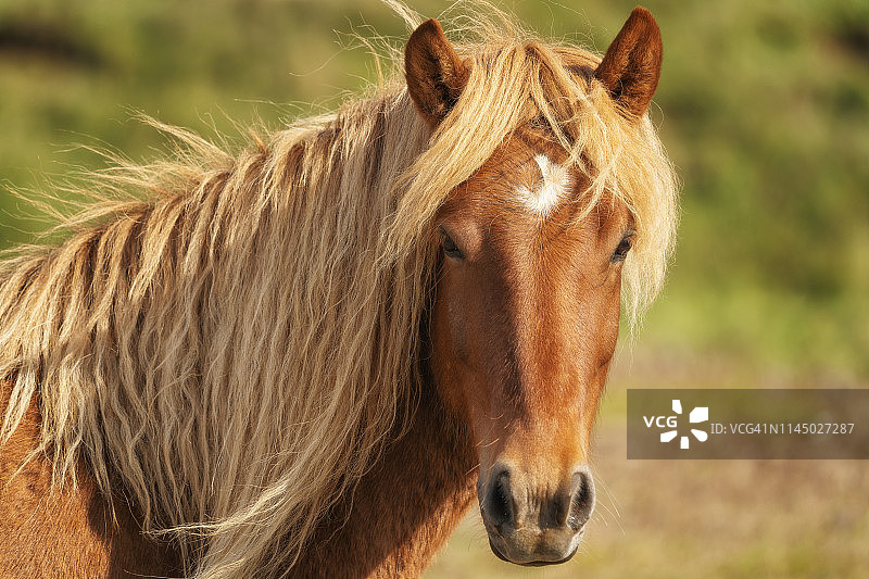 棕色冰岛马的自然环境图片素材