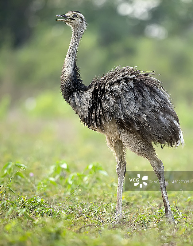美洲鸵，Pouso Allegre Lodge图片素材