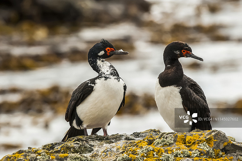站在覆盖着地衣的岩石上的鸬鹚图片素材