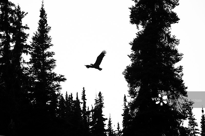 飞越树梢的白头海雕轮廓图片素材