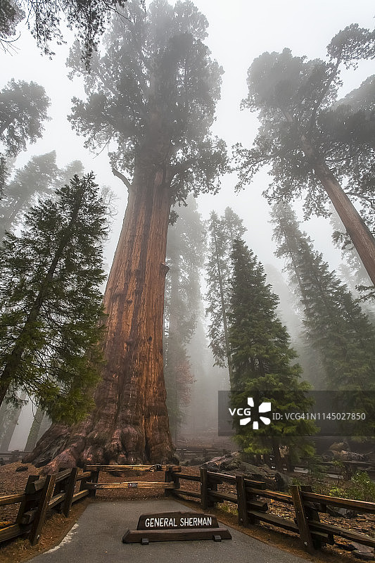 谢尔曼将军树：世界最大的树，位于红杉国家公园图片素材