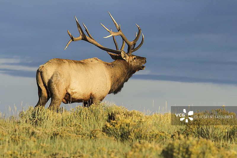 马鹿的叫声图片素材