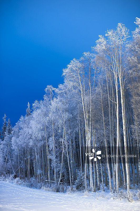 雪地旁的霜冻树木森林图片素材