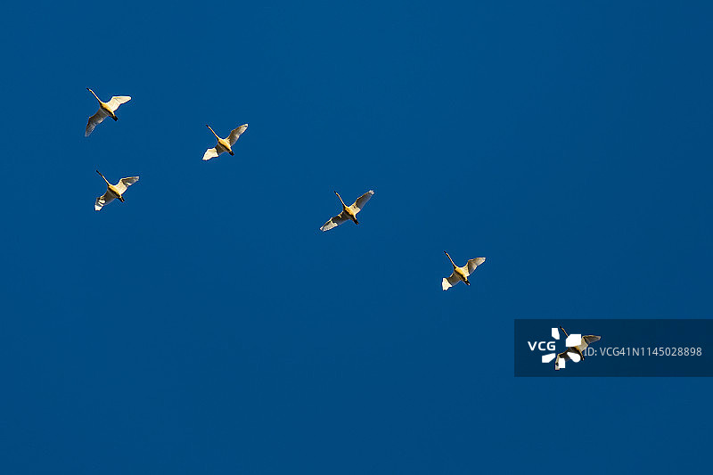 克拉马斯盆地国家野生动物保护区编队飞行天鹅图片素材