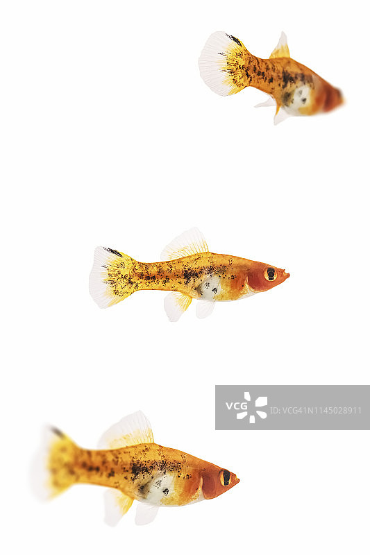 白色背景上的三条雌性玳瑁剑尾鱼图片素材