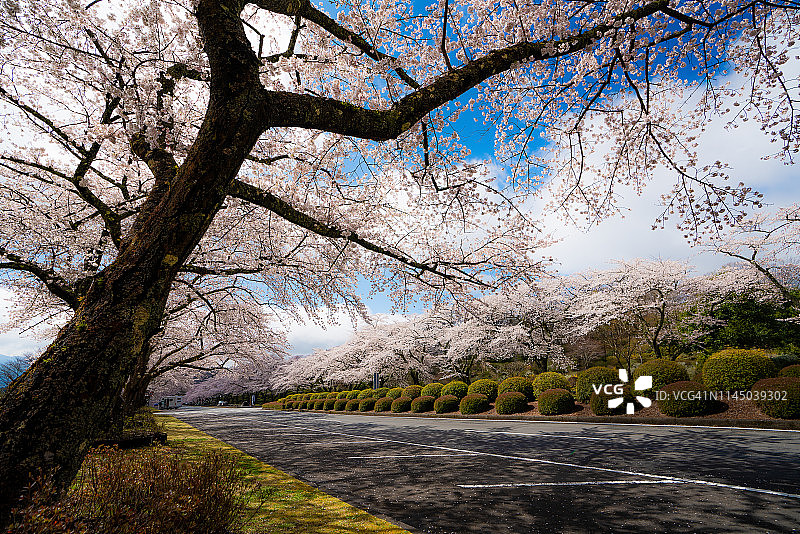 日本静冈县的樱花大道图片素材