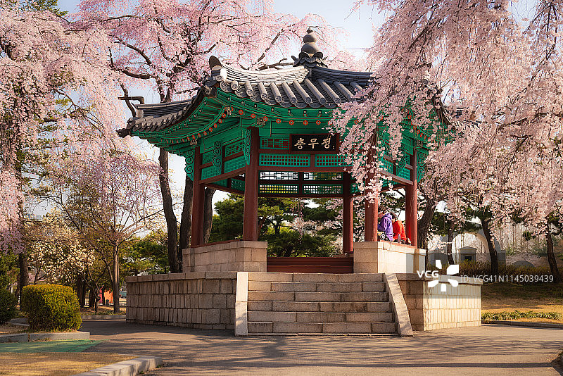韩国首尔市樱花盛开花园中的韩式凉亭图片素材