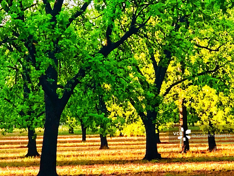 春天德克萨斯州的山核桃果园图片素材