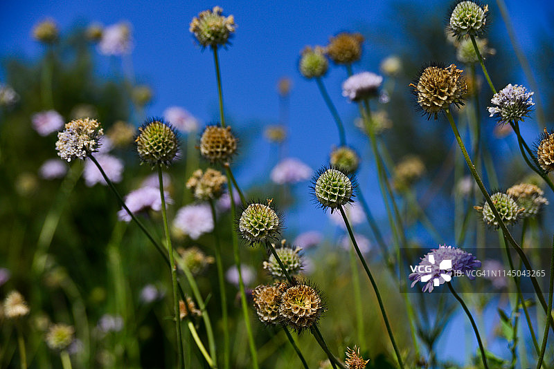 春天盛开的蓝盆花田图片素材