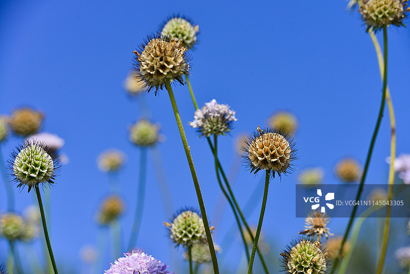 蓝盆花图片素材