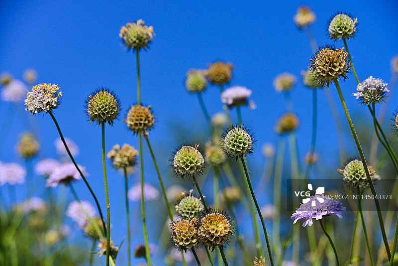春天盛开的蓝盆花田图片素材