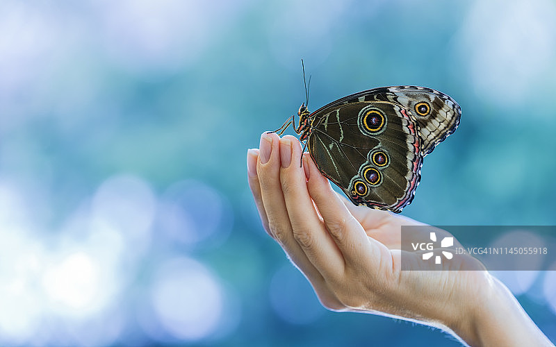 美丽的蓝色莫尔福蝶轻轻地停留在手上图片素材