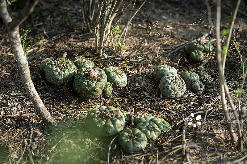 乌羽玉图片素材