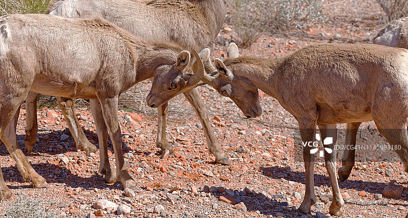 年轻的公羊争斗图片素材