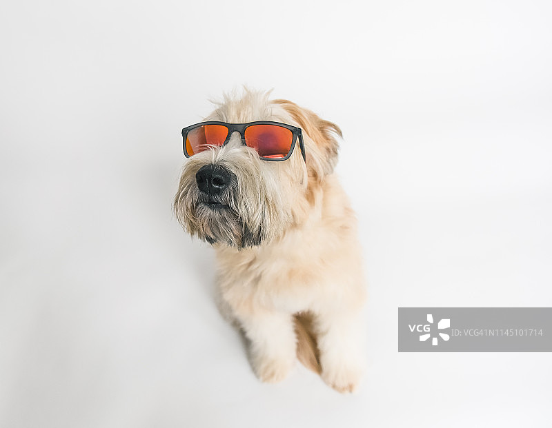 戴着太阳镜的小麦梗犬，白色背景图片素材
