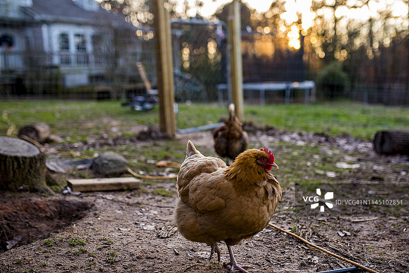 日落时分在阿肯色州中部后院玩耍的小鸡图片素材