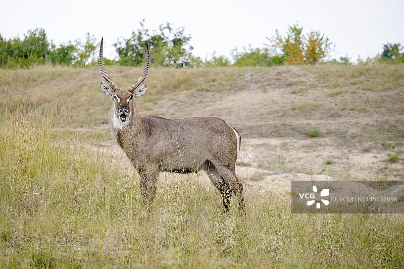 展示雄姿的非洲雄性水羚图片素材